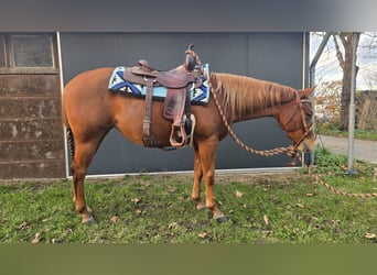 American Quarter Horse, Klacz, 3 lat, Kasztanowata