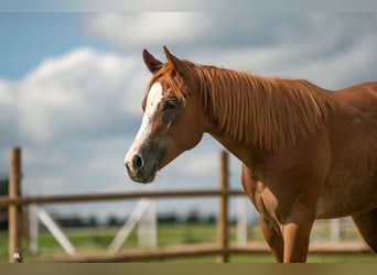 American Quarter Horse, Klacz, 3 lat, Kasztanowata