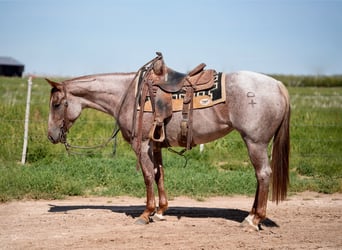 American Quarter Horse, Klacz, 3 lat, Kasztanowatodereszowata