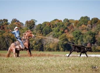 American Quarter Horse, Klacz, 3 lat, Kasztanowatodereszowata