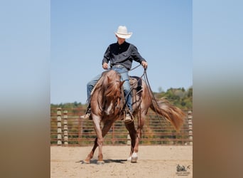 American Quarter Horse, Klacz, 3 lat, Kasztanowatodereszowata