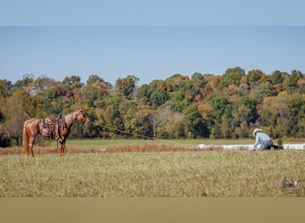 American Quarter Horse, Klacz, 3 lat, Kasztanowatodereszowata