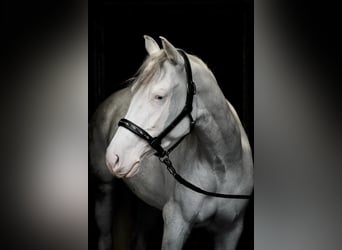 American Quarter Horse, Klacz, 3 lat, Overo wszelkich maści