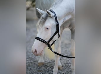 American Quarter Horse, Klacz, 3 lat, Overo wszelkich maści