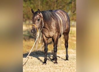 American Quarter Horse, Klacz, 3 lat, Siwa
