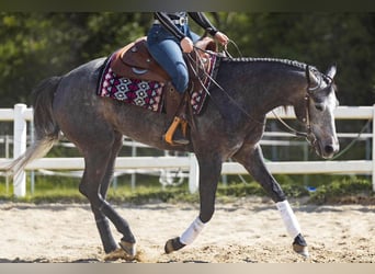 American Quarter Horse, Klacz, 3 lat, Siwa
