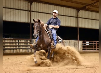 American Quarter Horse, Klacz, 4 lat, 142 cm, Ciemnokasztanowata