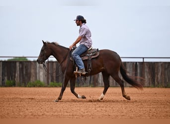 American Quarter Horse, Klacz, 4 lat, 142 cm, Ciemnokasztanowata