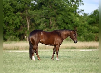 American Quarter Horse, Klacz, 4 lat, 142 cm, Ciemnokasztanowata