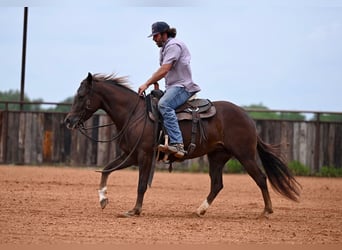 American Quarter Horse, Klacz, 4 lat, 142 cm, Ciemnokasztanowata