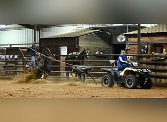 American Quarter Horse, Klacz, 4 lat, 142 cm, Ciemnokasztanowata