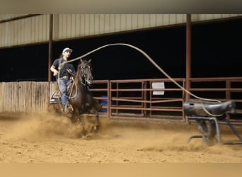 American Quarter Horse, Klacz, 4 lat, 142 cm, Ciemnokasztanowata
