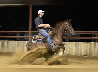 American Quarter Horse, Klacz, 4 lat, 142 cm, Ciemnokasztanowata