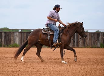 American Quarter Horse, Klacz, 4 lat, 142 cm, Ciemnokasztanowata