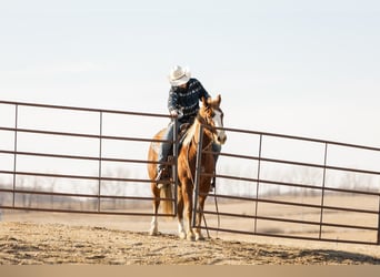 American Quarter Horse, Klacz, 4 lat, 142 cm, Cisawa