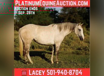 American Quarter Horse, Klacz, 4 lat, 142 cm, Siwa jabłkowita