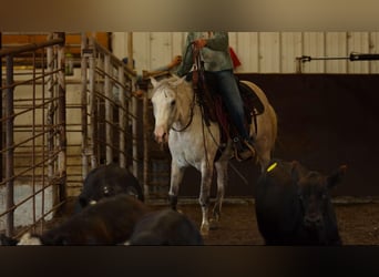 American Quarter Horse, Klacz, 4 lat, 142 cm, Siwa jabłkowita