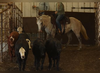 American Quarter Horse, Klacz, 4 lat, 142 cm, Siwa jabłkowita