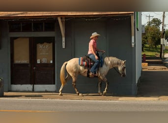 American Quarter Horse, Klacz, 4 lat, 142 cm, Siwa