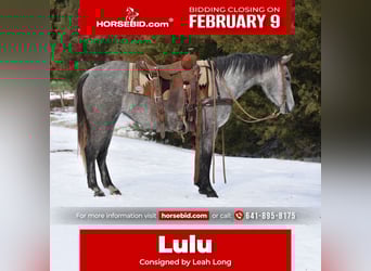 American Quarter Horse, Klacz, 4 lat, 142 cm, Siwa