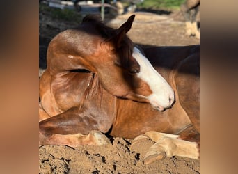 American Quarter Horse, Klacz, 4 lat, 143 cm, Ciemnokasztanowata