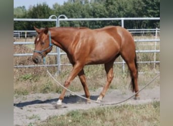 American Quarter Horse, Klacz, 4 lat, 144 cm, Kasztanowata