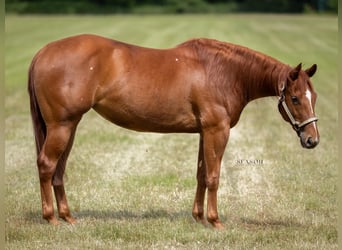 American Quarter Horse, Klacz, 4 lat, 144 cm, Kasztanowata