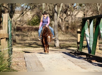 American Quarter Horse, Klacz, 4 lat, 145 cm, Cisawa
