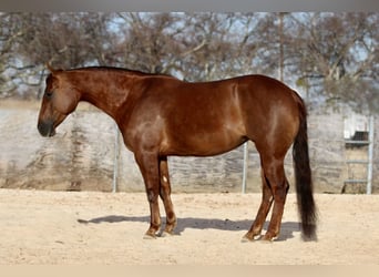 American Quarter Horse, Klacz, 4 lat, 145 cm, Cisawa