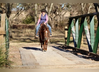 American Quarter Horse, Klacz, 4 lat, 145 cm, Cisawa