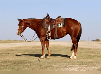 American Quarter Horse, Klacz, 4 lat, 145 cm, Cisawa
