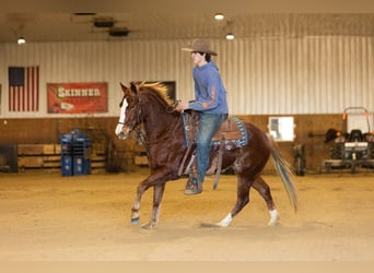 American Quarter Horse, Klacz, 4 lat, 145 cm, Cisawa