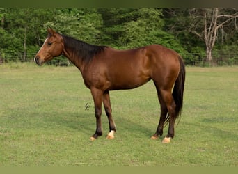 American Quarter Horse, Klacz, 4 lat, 145 cm, Gniada