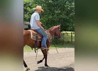 American Quarter Horse, Klacz, 4 lat, 145 cm, Gniada