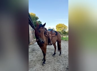 American Quarter Horse, Klacz, 4 lat, 145 cm, Gniada