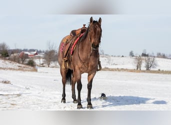 American Quarter Horse, Klacz, 4 lat, 145 cm, Gniadodereszowata