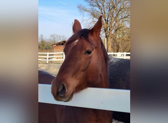 American Quarter Horse, Klacz, 4 lat, 146 cm, Kasztanowata