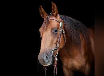 American Quarter Horse, Klacz, 4 lat, 146 cm, Kasztanowata