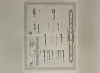 American Quarter Horse, Klacz, 4 lat, 147 cm, Ciemnokasztanowata