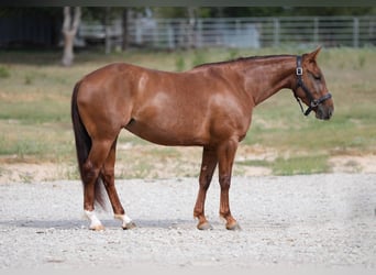 American Quarter Horse, Klacz, 4 lat, 147 cm, Cisawa