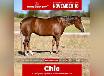 American Quarter Horse, Klacz, 4 lat, 147 cm, Cisawa