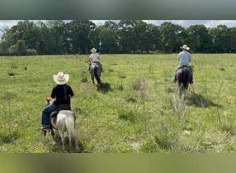 American Quarter Horse, Klacz, 4 lat, 147 cm, Gniada