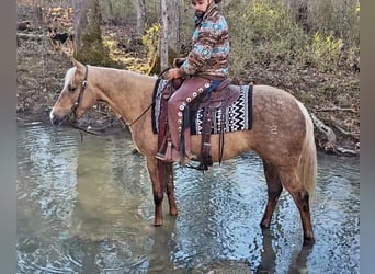 American Quarter Horse, Klacz, 4 lat, 147 cm, Izabelowata