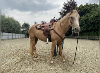 American Quarter Horse, Klacz, 4 lat, 147 cm, Izabelowata