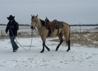 American Quarter Horse, Klacz, 4 lat, 147 cm, Jelenia