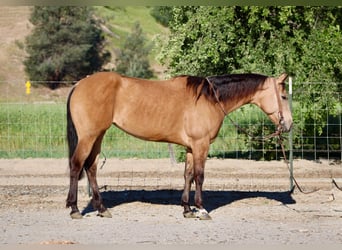 American Quarter Horse, Klacz, 4 lat, 147 cm, Jelenia