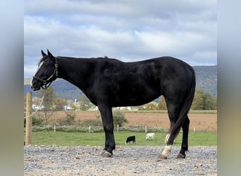 American Quarter Horse, Klacz, 4 lat, 147 cm, Kara