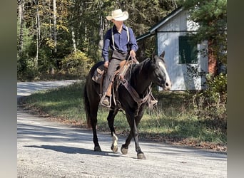 American Quarter Horse, Klacz, 4 lat, 147 cm, Kara