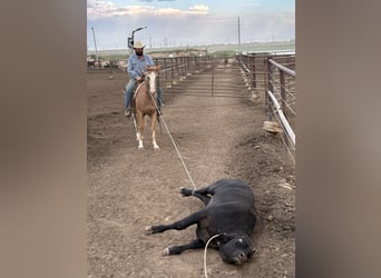 American Quarter Horse, Klacz, 4 lat, 147 cm, Kasztanowatodereszowata