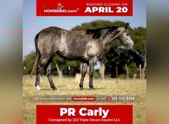 American Quarter Horse, Klacz, 4 lat, 147 cm, Siwa